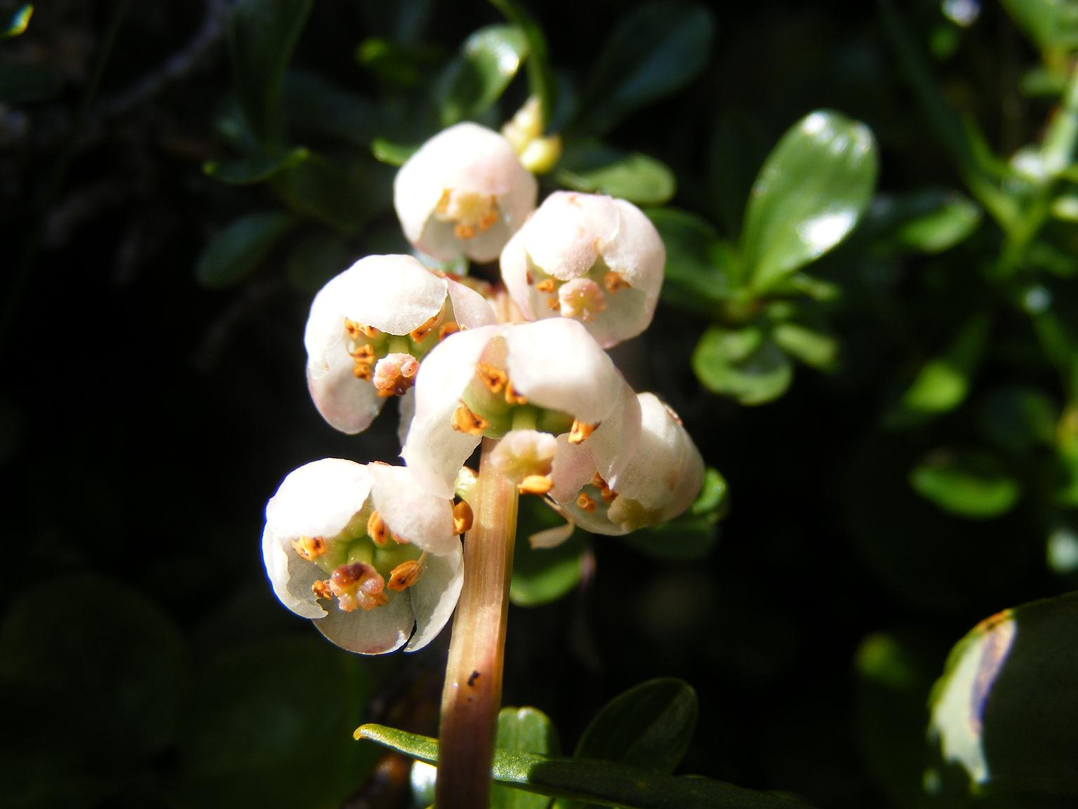 Sentieri ferrati, sentieri fioriti: i fiori dell''Albiolo